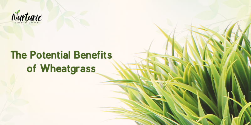Wheatgrass's benefits and how it can help